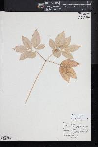 Aralia nudicaulis image