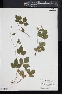 Rubus hispidus image