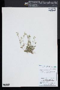 Cerastium semidecandrum image