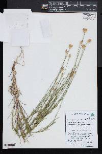 Petrorhagia prolifera image