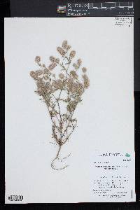 Trifolium arvense image