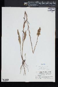 Solidago stricta image