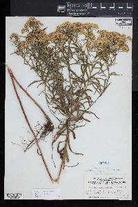 Euthamia caroliniana image