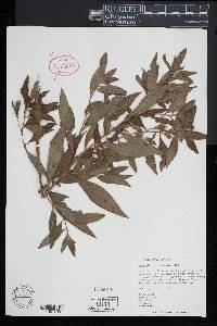 Ludwigia peruviana image