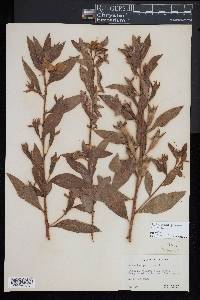 Ludwigia peruviana image