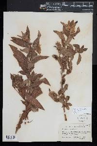 Ludwigia peruviana image