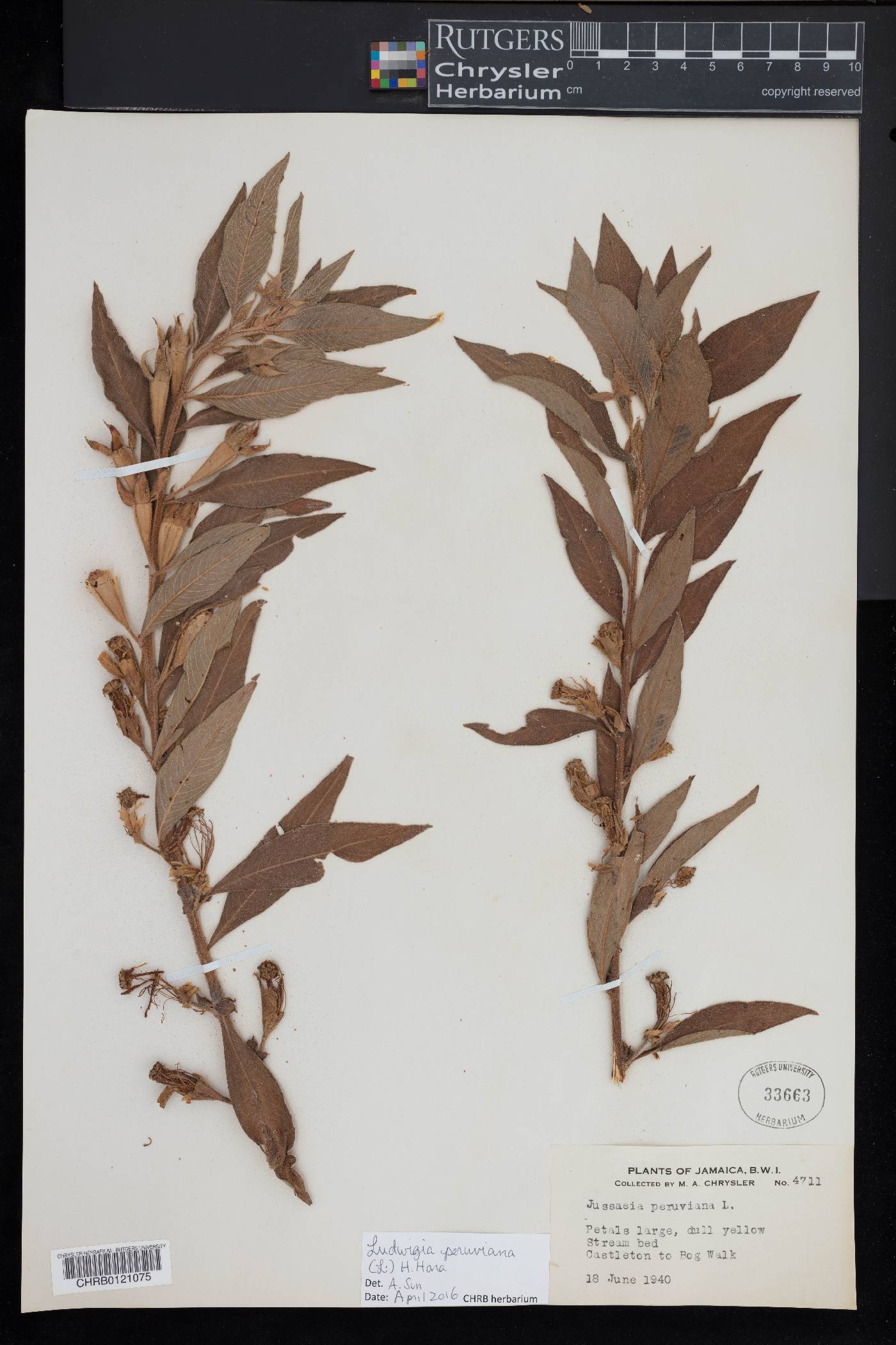 Ludwigia peruviana image