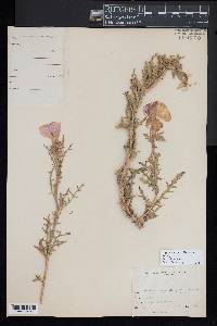 Oenothera albicaulis image