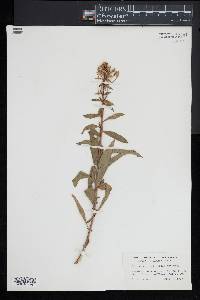 Oenothera argillicola image