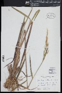 Echinochloa walteri image