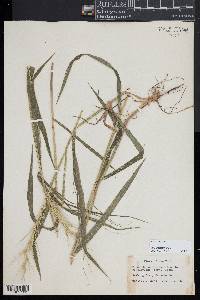 Elymus hystrix image