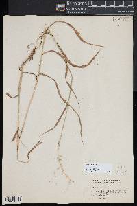 Elymus hystrix image