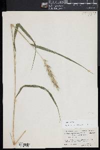 Elymus riparius image