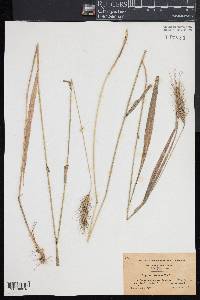 Elymus villosus image