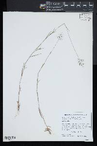 Dichanthelium acuminatum subsp. longiligulatum image