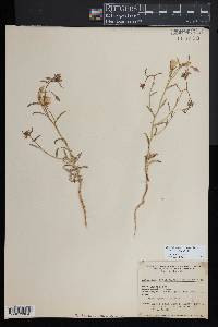 Camissonia campestris subsp. campestris image