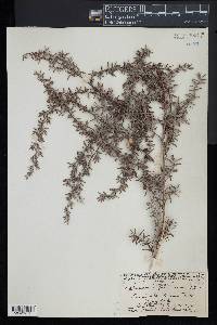 Leptospermum javanicum image