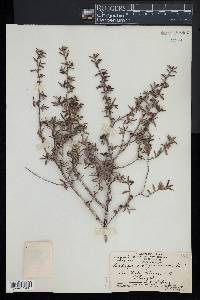 Leptospermum javanicum image