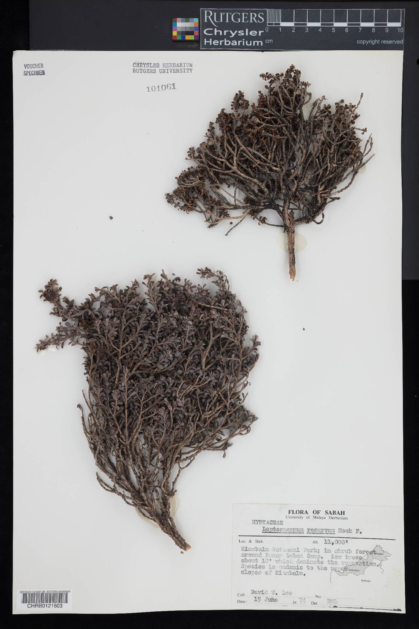 Leptospermum recurvum image