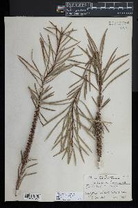 Callistemon linearis image