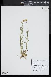 Polygala lutea image