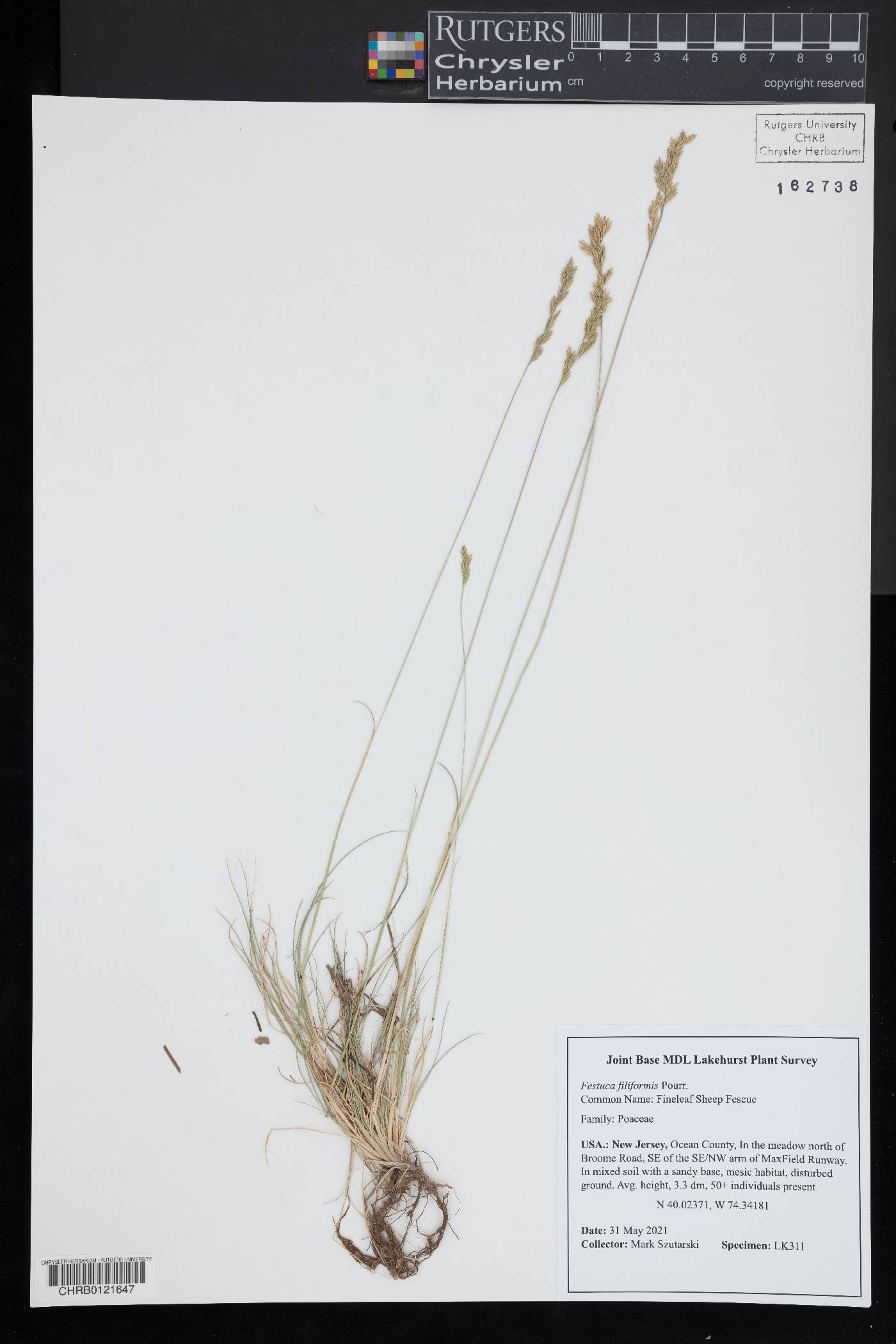 Festuca filiformis image