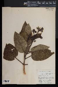 Miconia foveolata image