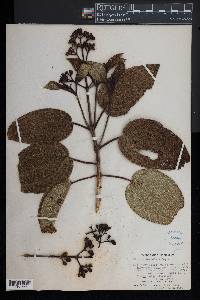 Miconia foveolata image