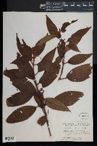 Miconia lacera image