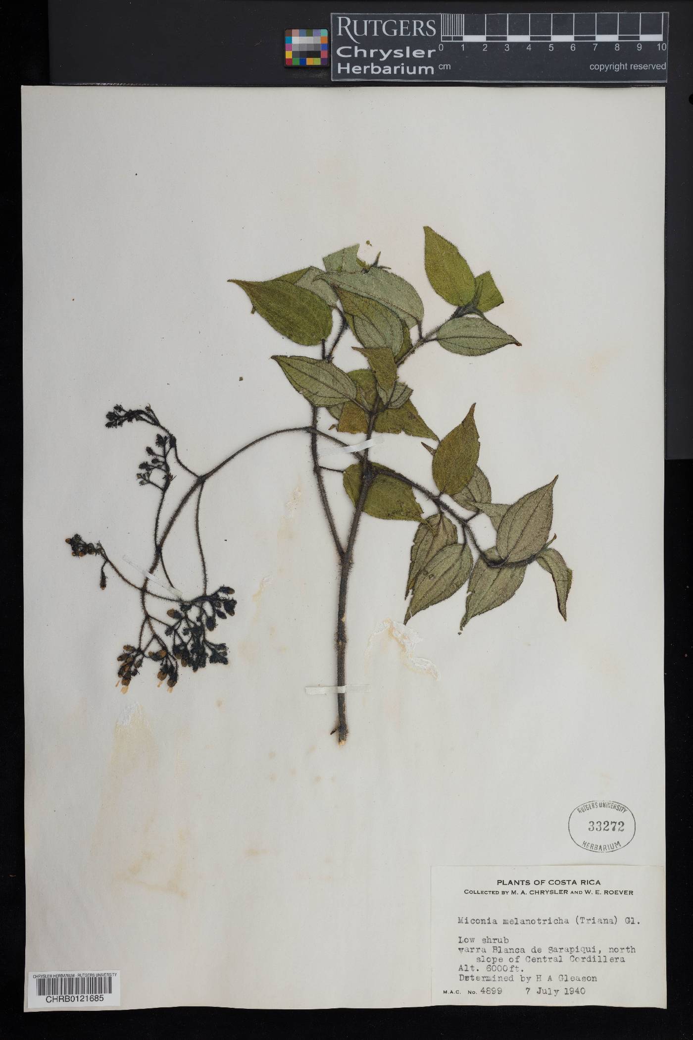 Miconia melanotricha image