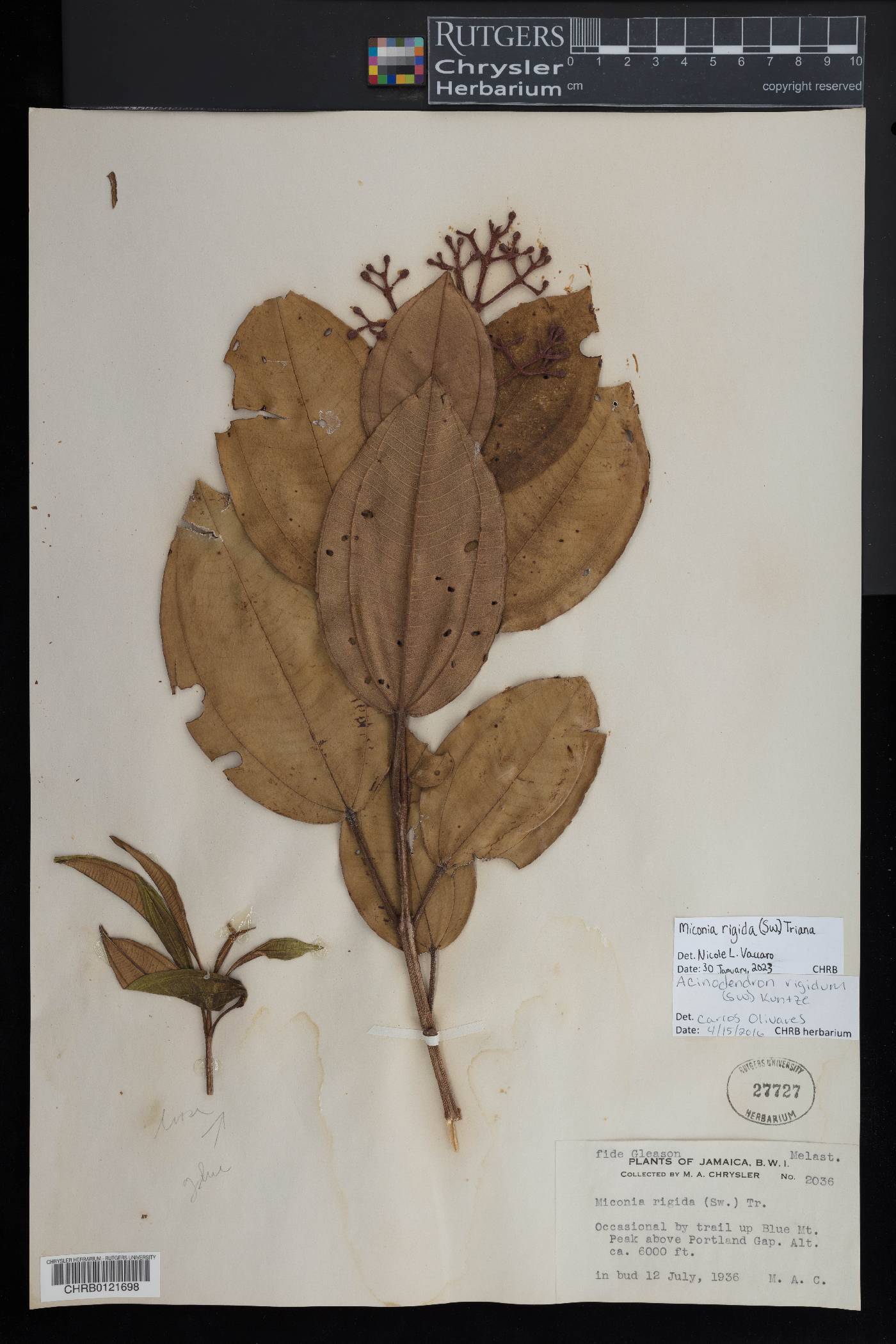Acinodendron rigidum image