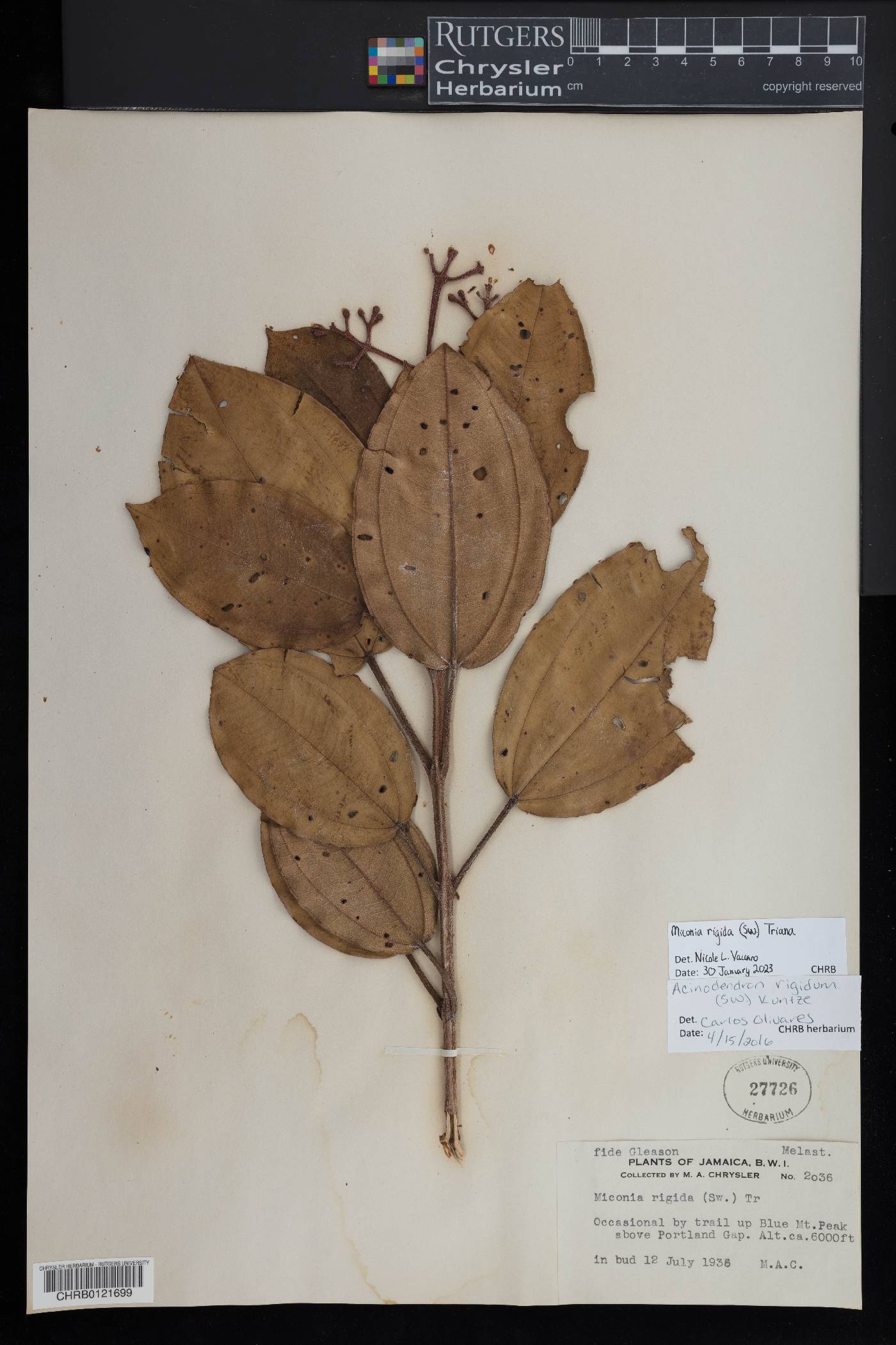 Acinodendron rigidum image