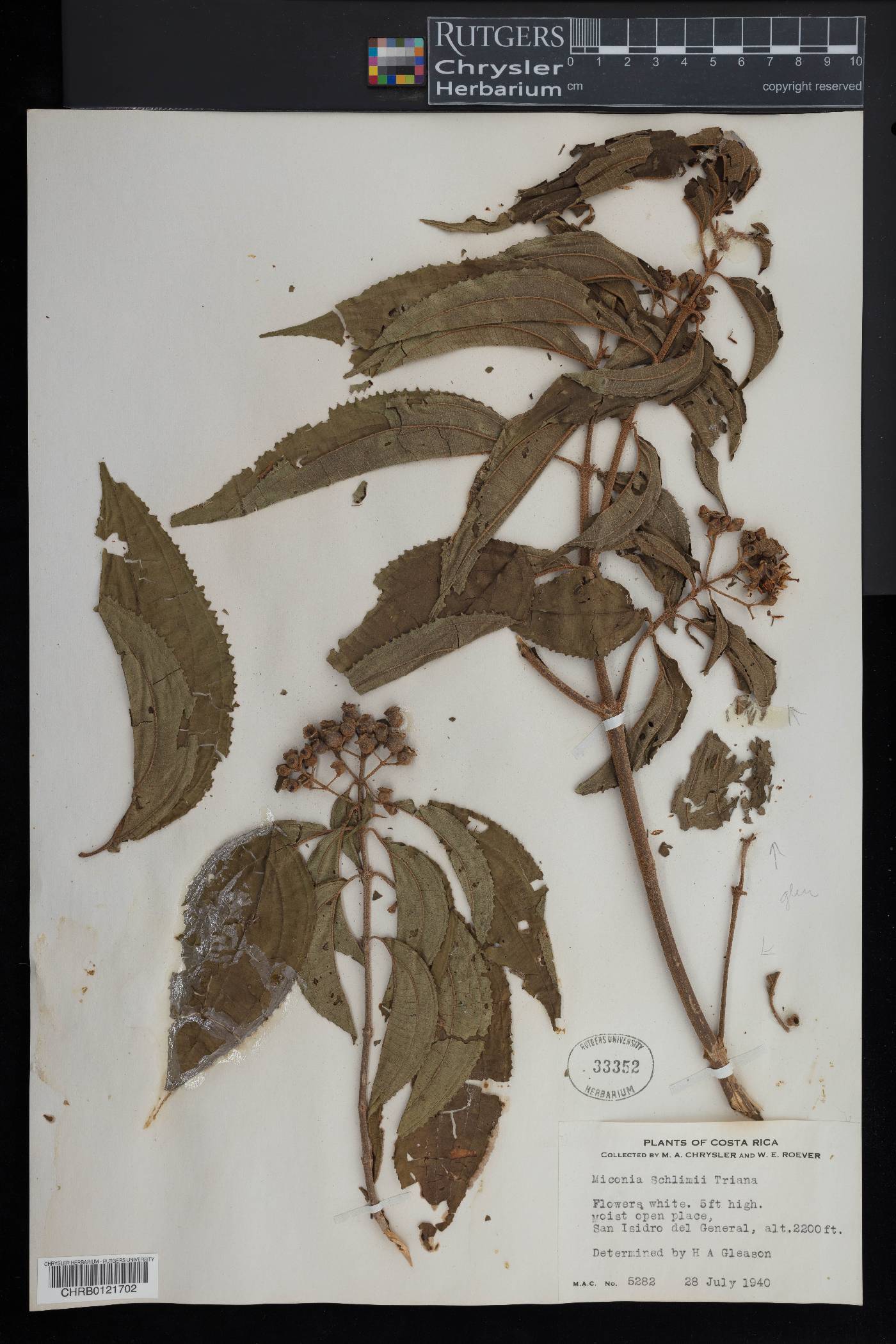 Miconia schlimii image