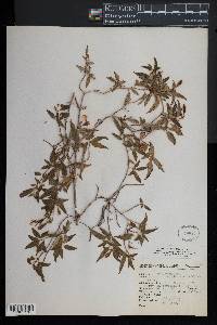 Monochaetum calcaratum image