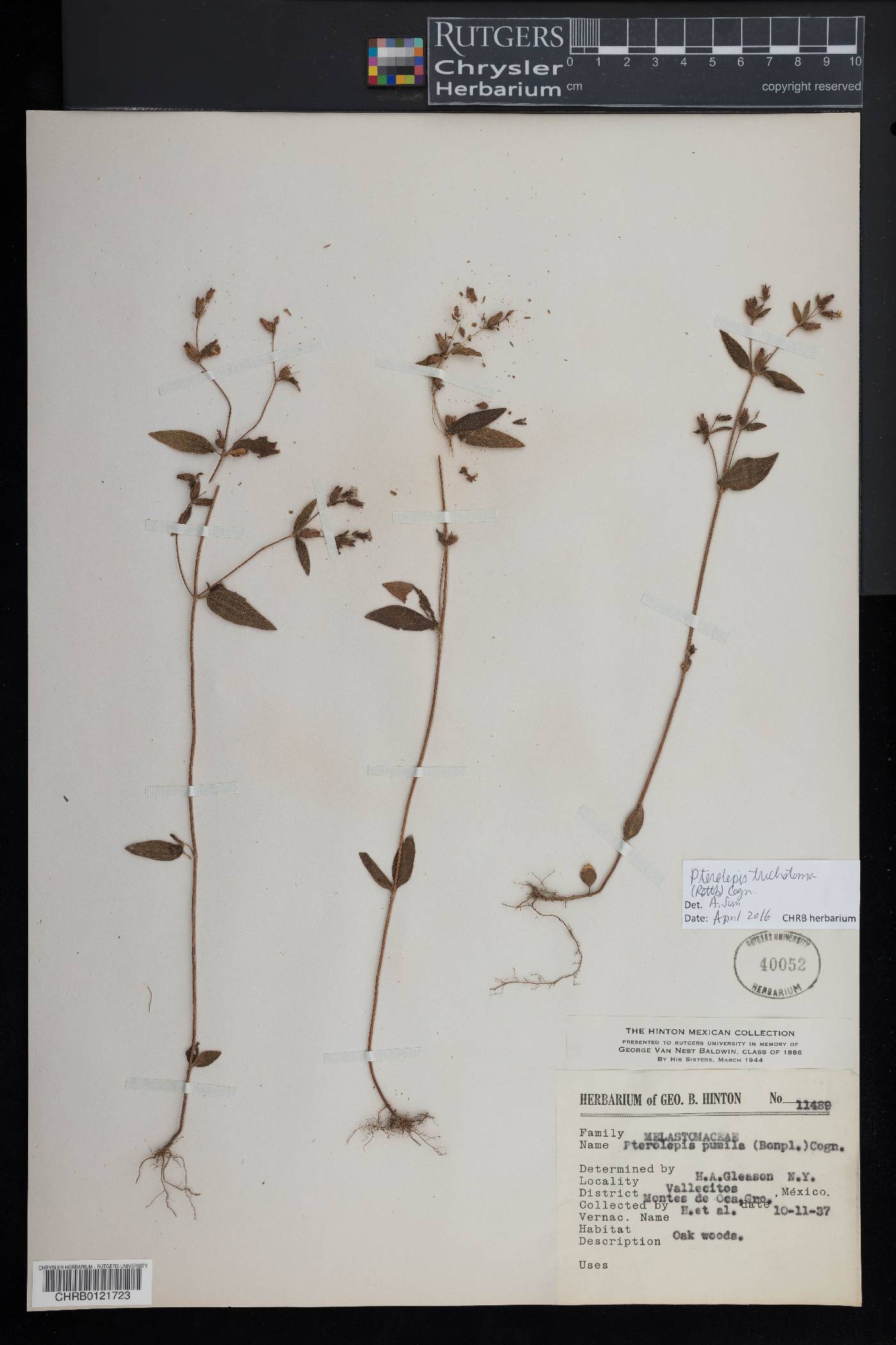 Pterolepis trichotoma image