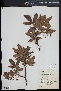 Bursera dubia image