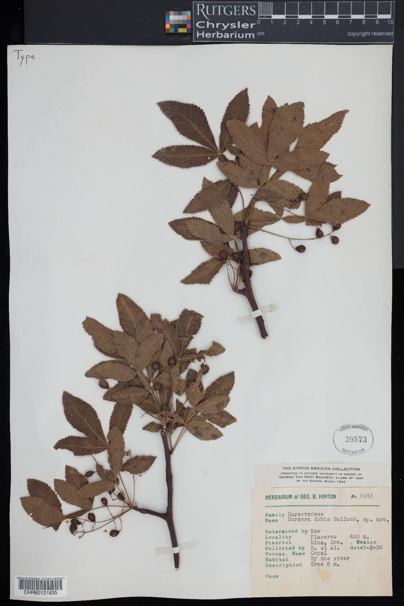 Bursera dubia image