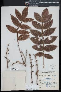 Bursera hintoni image