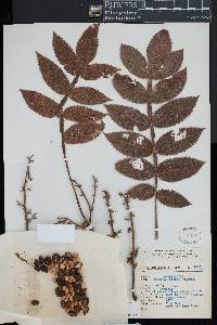 Bursera hintoni image