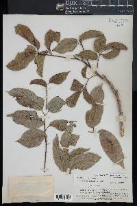 Canarium vitiense image