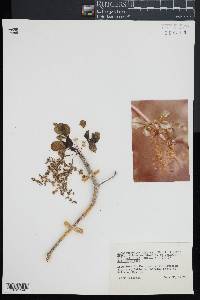 Amphipterygium glaucum image