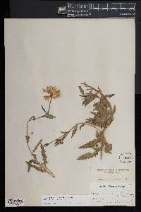 Oenothera deltoides image