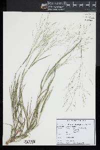 Panicum philadelphicum image