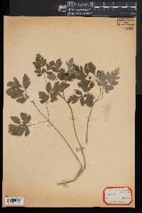 Ligusticum apiodorum image