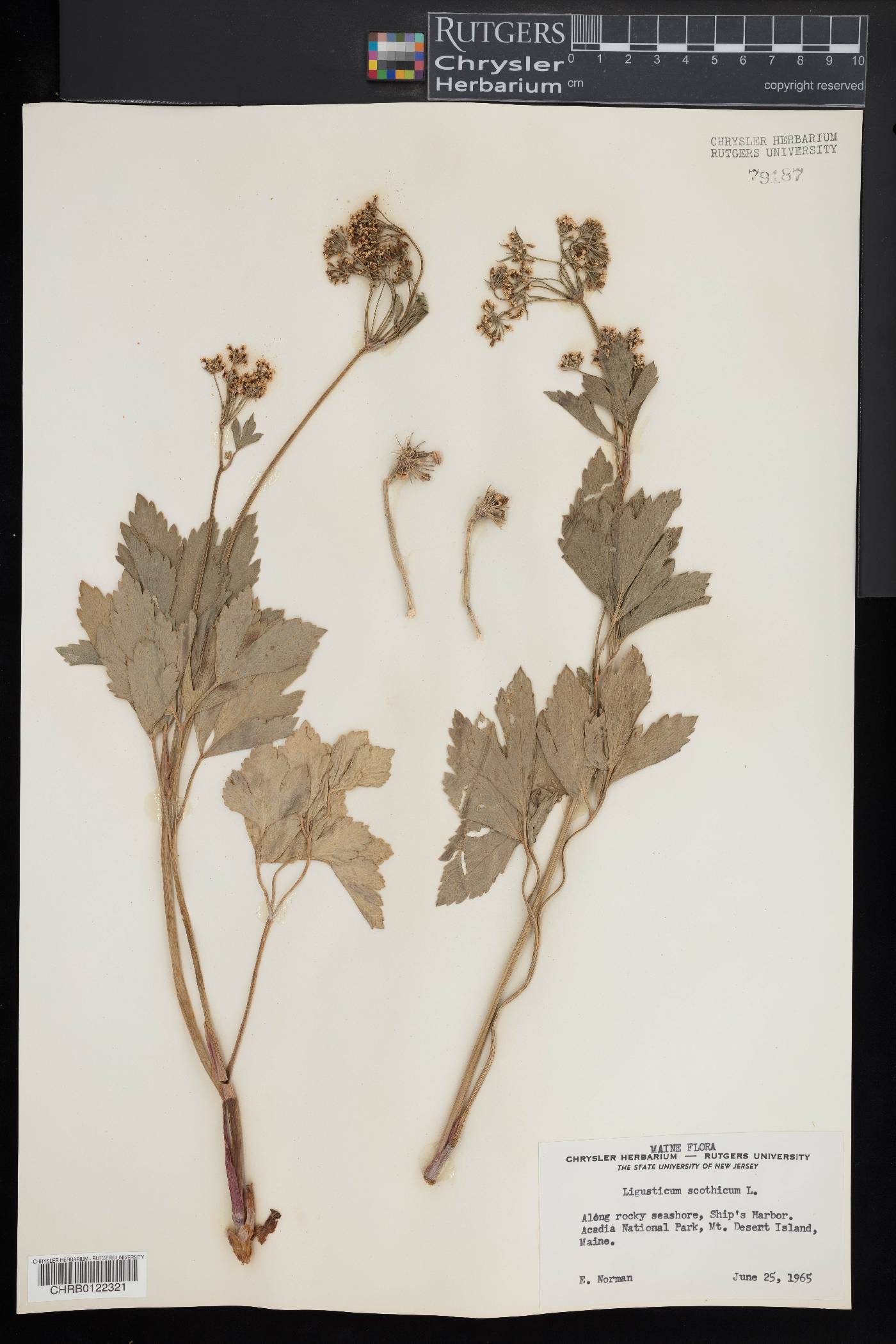 Ligusticum scothicum image