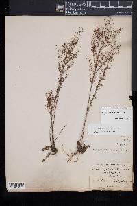 Lechea racemulosa image