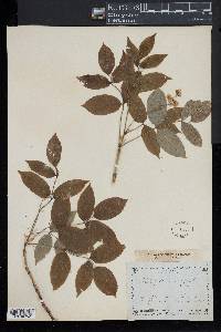 Staphylea pinnata image