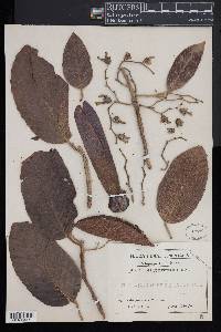 Dipterocarpus alatus image