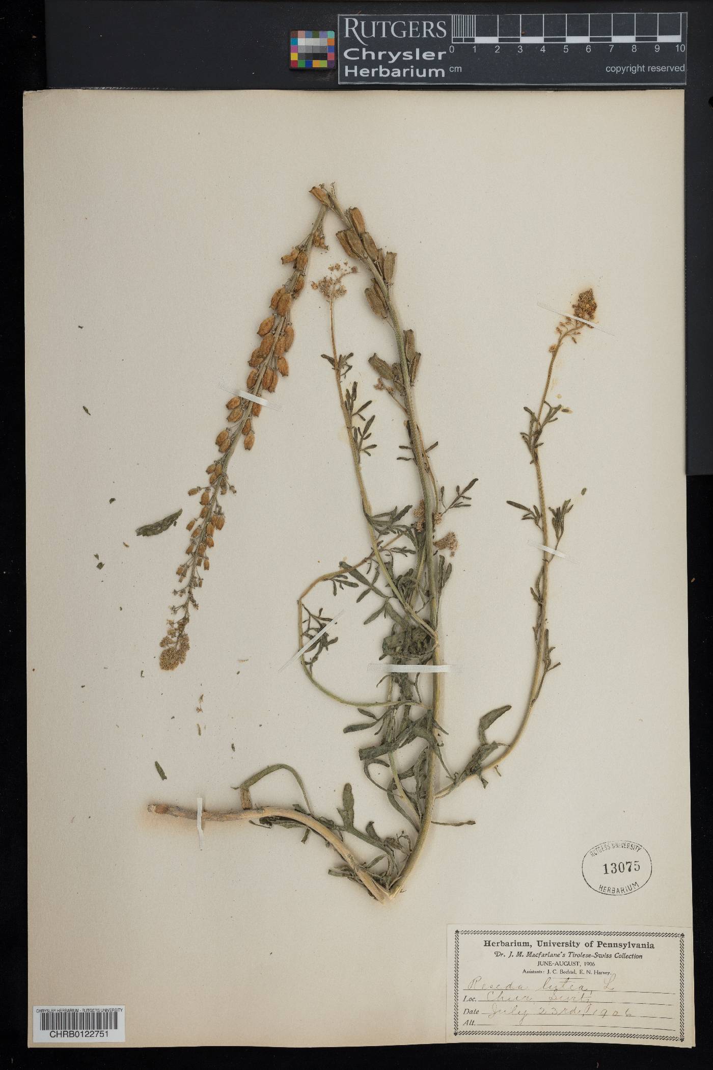 Reseda lutea image