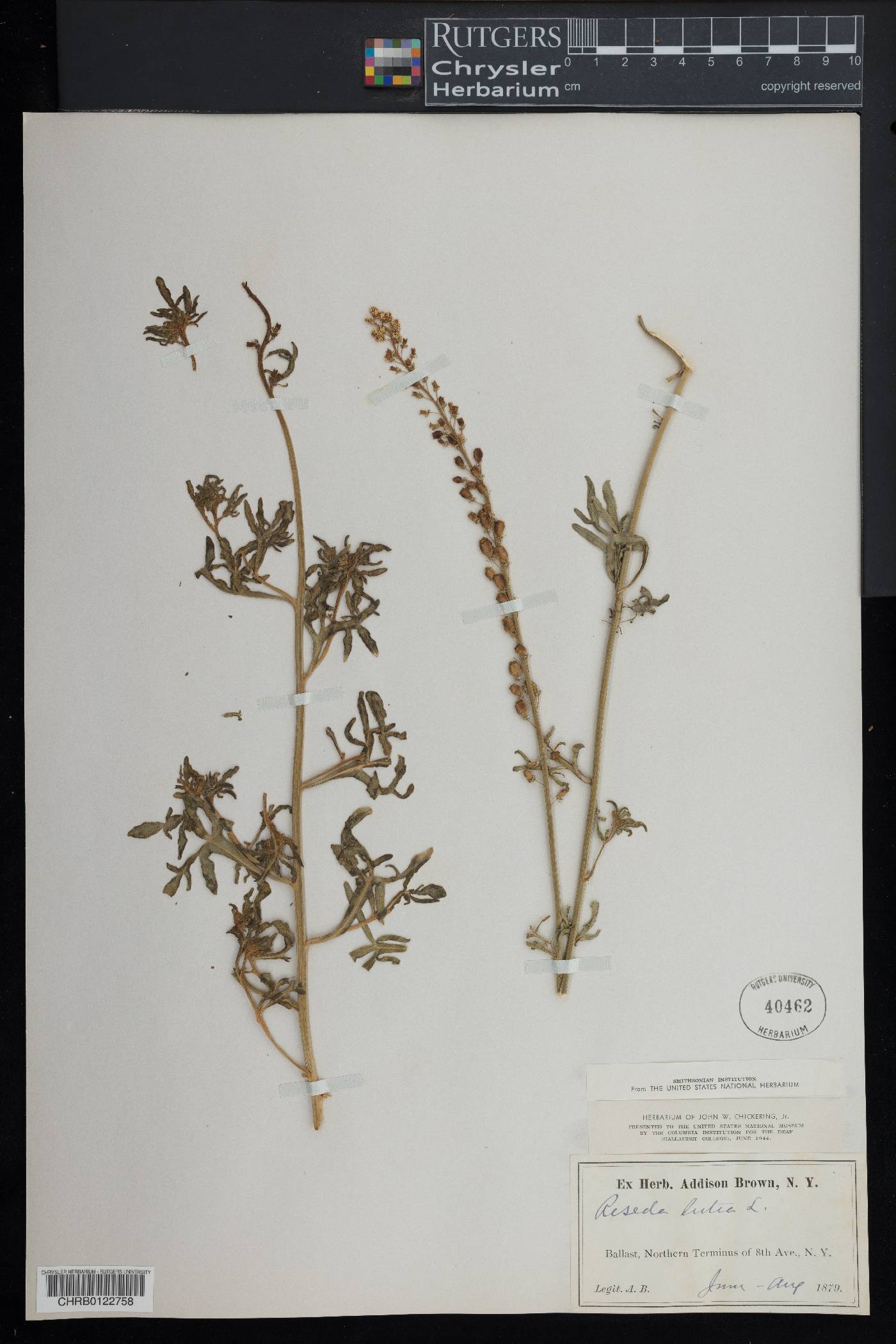 Reseda lutea image